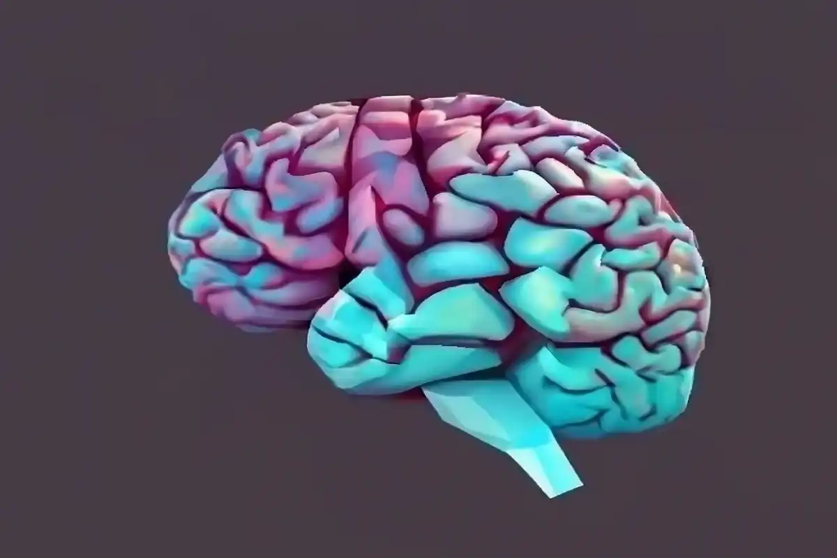 Brain